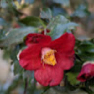 Meet your Posher, Kenan